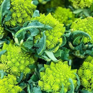 Broccoli Heirloom 'Green Romanesco’