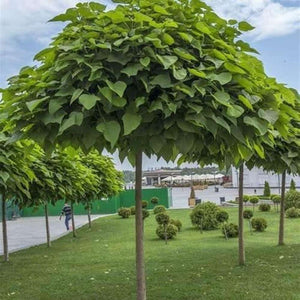 Catalpa Bignonoides 'Indian Bean Tree'