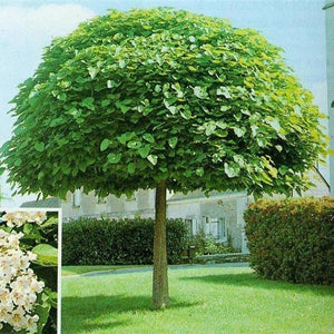 Catalpa Bignonoides 'Indian Bean Tree'