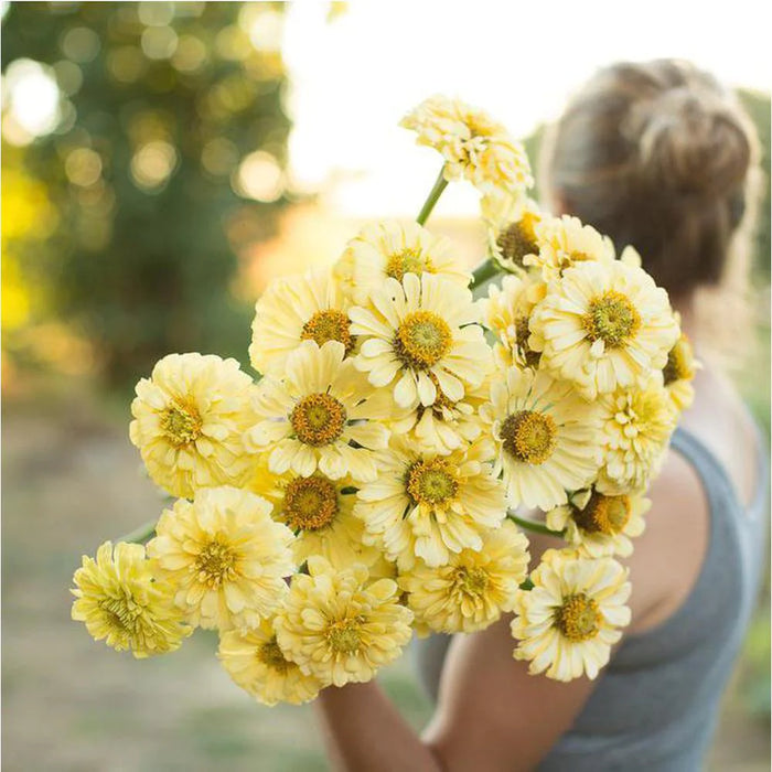 SAMPLE SIZED Zinnia 'Heirloom Isabellina Creamy Yellow' Seeds