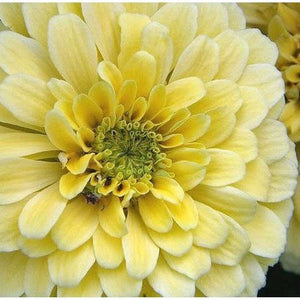 Zinnia 'Heirloom Isabellina Creamy Yellow' Seeds