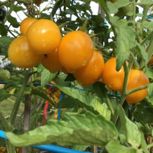 Tomato 'Italian Ice' Seeds