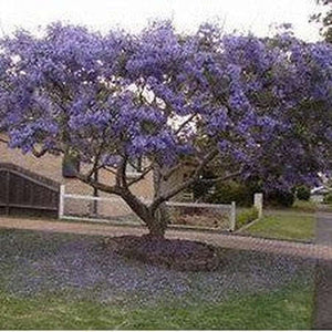Jacaranda Mimosifolia 'Blue Jacaranda'