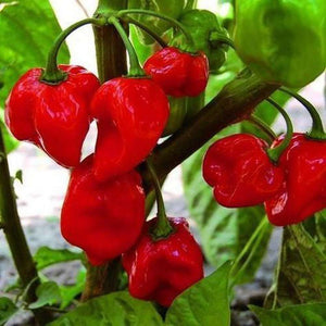Chilli 'Jamaican Red Hot' Seeds