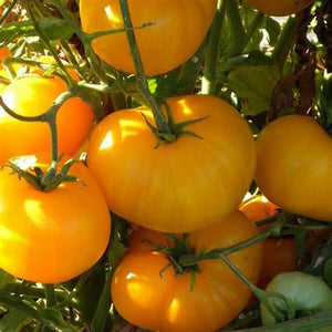 Tomato 'Jubilee Yellow' Seeds