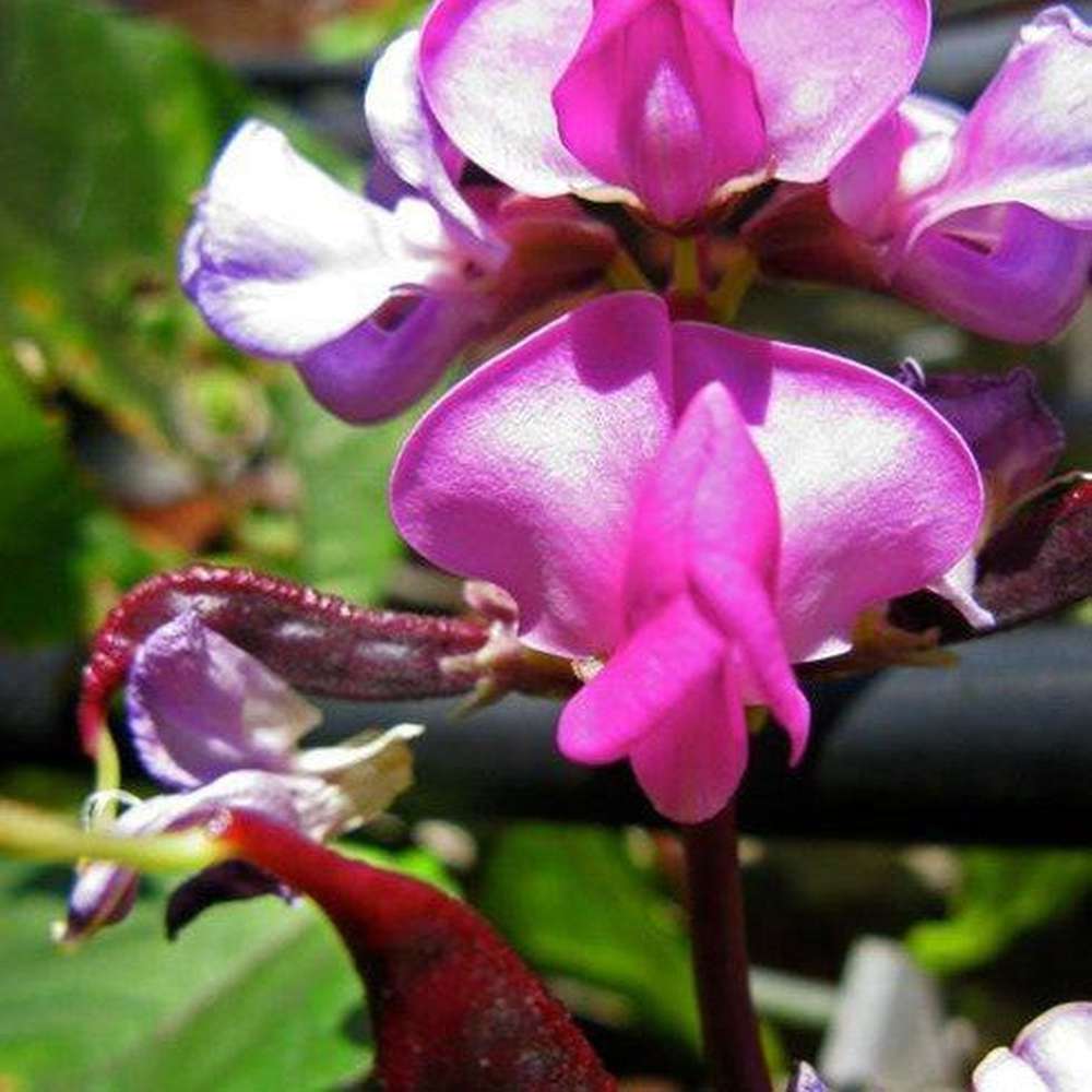 Bean 'Lab Lab - Highworth' Seeds – D&H Seed Harvest Co