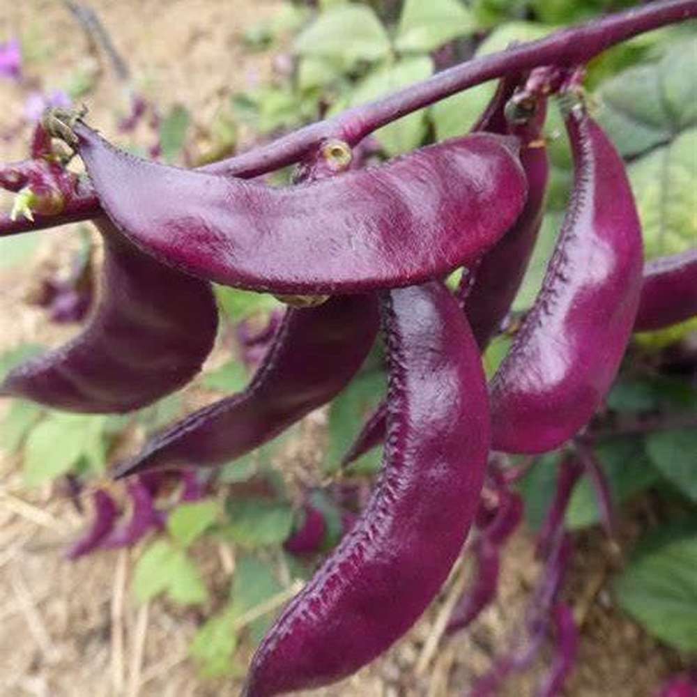 Bean 'Lab Lab - Highworth' Seeds – D&H Seed Harvest Co