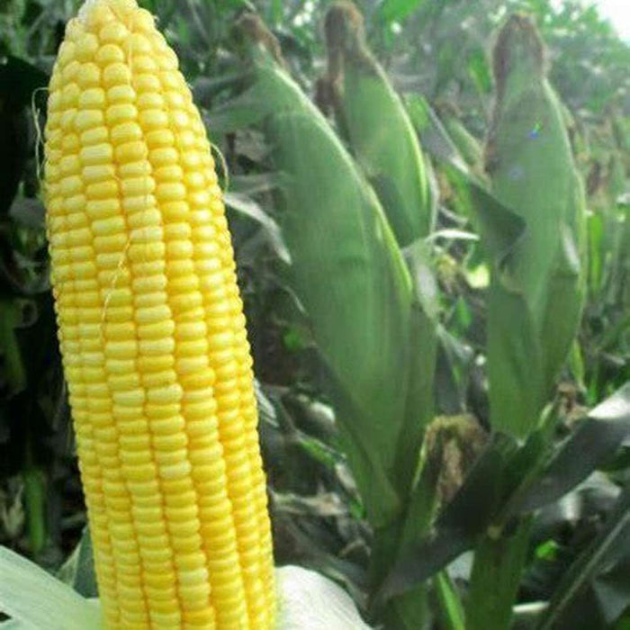 Corn 'Sweet Legacy' Treated Seeds