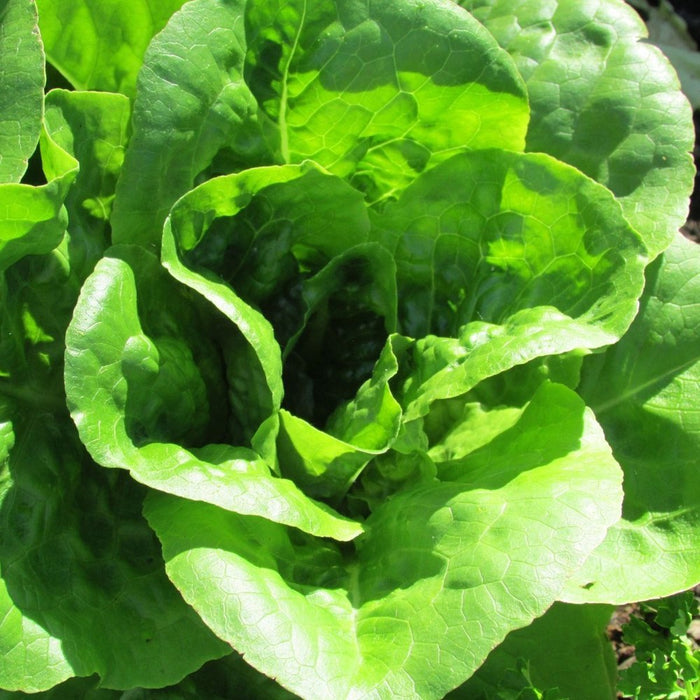 Lettuce 'All Year Round' Seeds