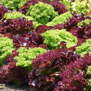 Lettuce - Red  & Green Salad Mix