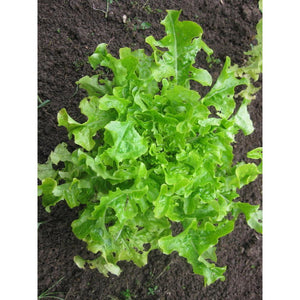 Lettuce 'Salad Bowl Green' Seeds