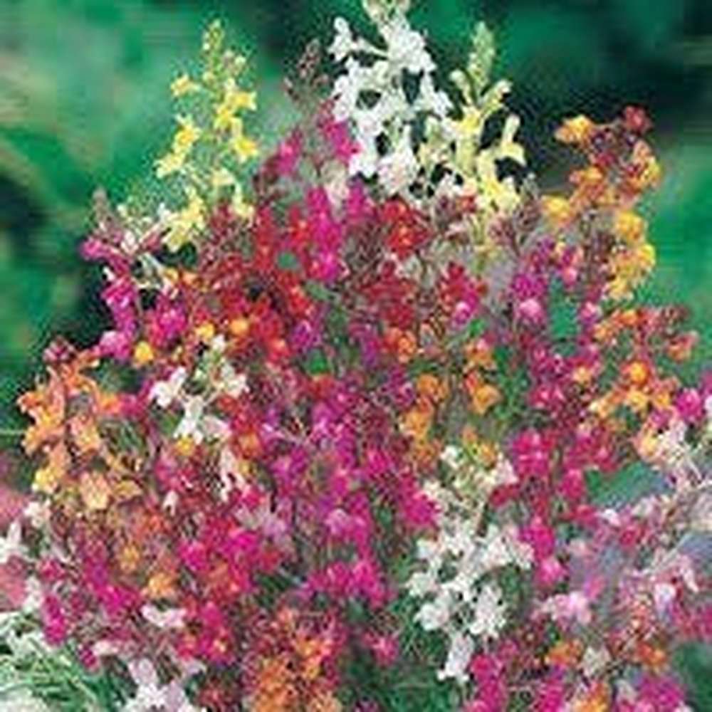 english cottage garden seed mix Grandma's Cottage Garden Seed Mix 30+ Varieties – D&H Seed Harvest Co