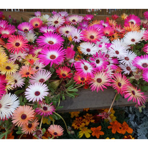 planting livingstone daisy seeds Livingstone Daisy 'Magic Carpet Mix' Seeds – D&H Seed Harvest Co