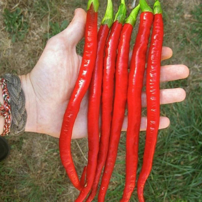 Chilli 'Red Long Cayenne Pepper' Seeds