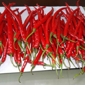 Chilli 'Red Long Cayenne Pepper' Seeds
