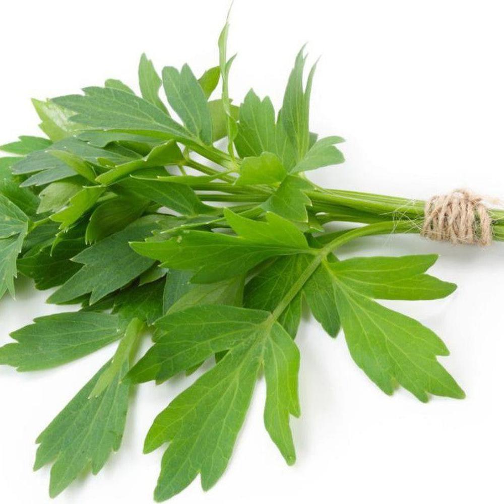 maggi plant seeds Lovage 'Maggie Plant' Seeds – D&H Seed Harvest Co