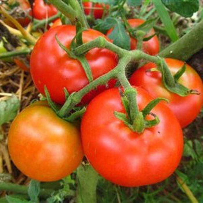 Tomato 'Manapal' Seeds