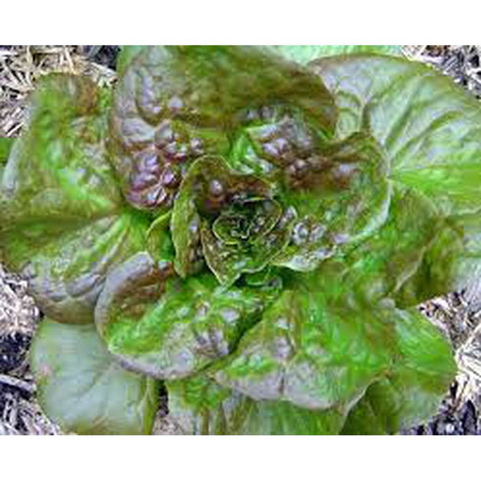 Lettuce 'Mignonette Bronze' Seeds