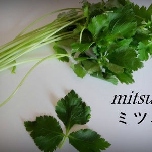 Mitsuba 'Japanese Parsley' Seeds