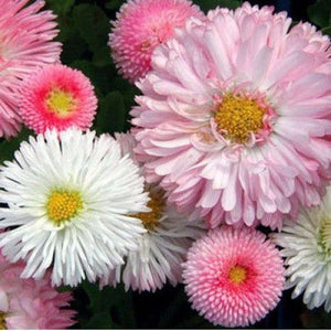 Monstrosa Double ‘English Daisy Mix’ Pinks, Cream & White