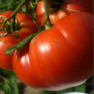 Tomato 'Heirloom Mortgage Lifter Beefsteak' Seeds