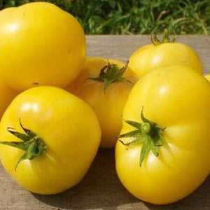 Tomato 'Mortgage Lifter Yellow' Seeds