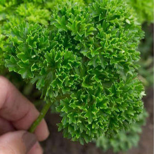 Parsley 'Moss Curled' Seeds