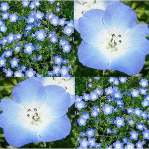 Nemophila 'Baby Blue Eyes' Seeds
