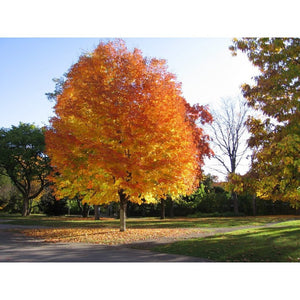 Acer Platanoides 'Norway Maple' Seeds