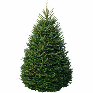Picea Abies 'Christmas Tree Norway Spruce' Seeds