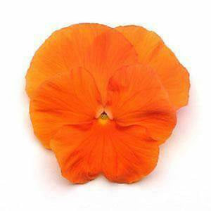 Pansy 'Clear Crystal Orange' Seeds