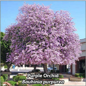 Bauhinia Variegata Purpurea 'Purple Orchid Tree' Seed