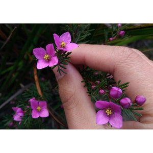 Boronia ovata 'Pink Flowers' Seeds