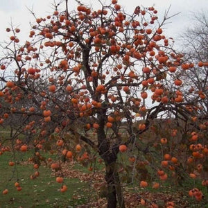 persimmon plant from seed Diosphyros Virginiana 'American Persimmon' Seeds – D&H Seed Harvest Co