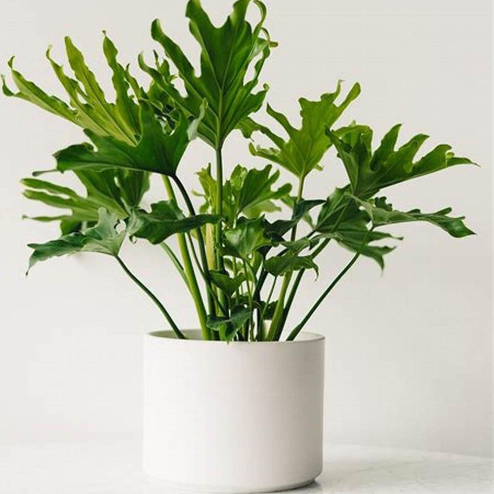 monstera philodendron selloum Philodendron Selloum 'Hope' Seeds – D&H Seed Harvest Co