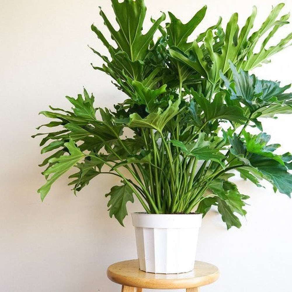 growing philodendron selloum from seed Philodendron Selloum 'Hope' Seeds – D&H Seed Harvest Co