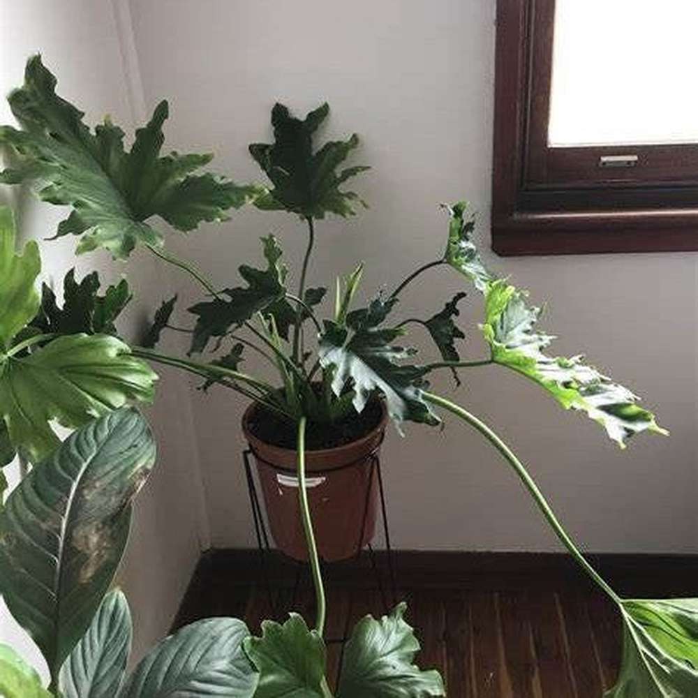 heartleaf philodendron seeds Philodendron Selloum 'Hope' Seeds – D&H Seed Harvest Co