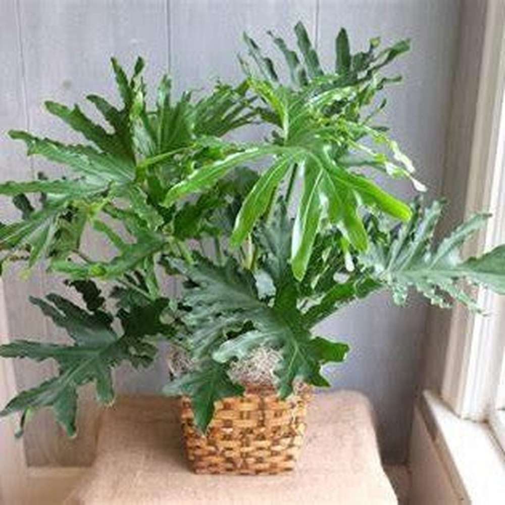 philodendron from seed Philodendron Selloum 'Hope' Seeds – D&H Seed Harvest Co