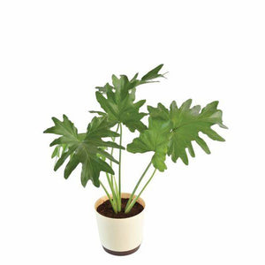 Philodendron 'Hope' House Plant Kit | Seed Gift Box