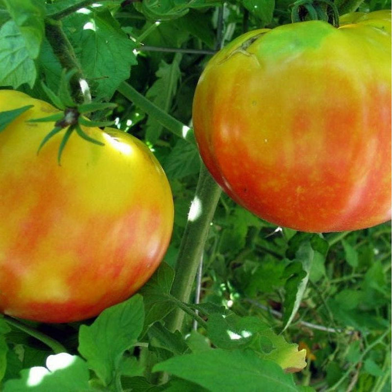 Tomato: Heirloom Slicer Mix — Heritage Meadows Farm LLC
