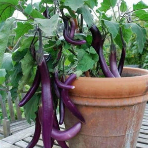 Eggplant 'Ping Tung Long' Seeds