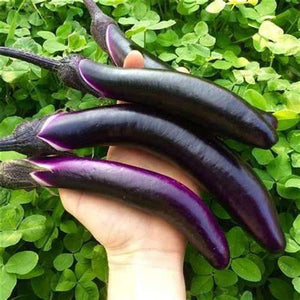 Eggplant 'Ping Tung Long' Seeds
