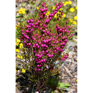 Boronia ovata 'Pink Flowers' Seeds