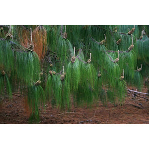Pinus Patula 'Mexican Weeping Pine' Seeds