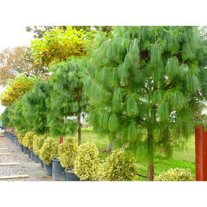 Pinus Patula 'Mexican Weeping Pine' Seeds