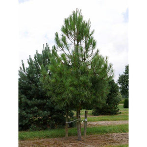 Pinus Pinaster 'Maritime Pine' Seeds