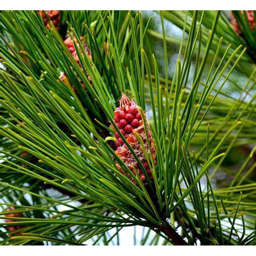 Pinus Pinaster Pinus Pinaster 'Maritime Pine' Seeds – D&H Seed Harvest Co
