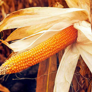 Corn 'Saturn Popcorn' Seeds