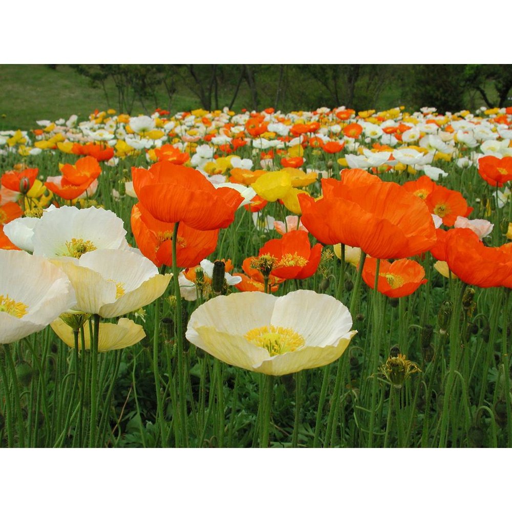 sprinkle wildflower seeds Wildflowers