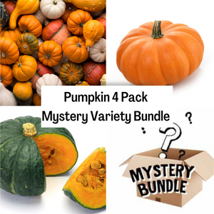 Pumpkin 4 Pack Mystery Variety Bundle